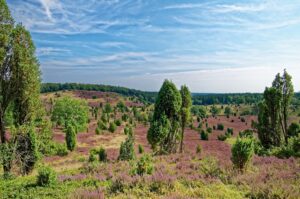 lueneburger heide